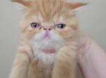 Red Male Exotic Shorthair - Exotic Cat For Sale - Cumming&comma; GA&comma; US