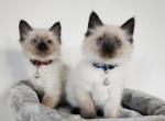 Tostada and Tabasco - Ragdoll Cat For Sale - Attica&comma; MI&comma; US