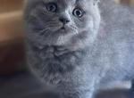 Matt - Scottish Fold Cat For Sale - Huntington&comma; NY&comma; US