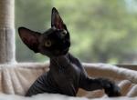 Nexus - Devon Rex Cat For Sale - Williamsburg&comma; VA&comma; US