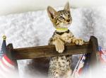 Miss Yellow SBT F4 - Savannah Cat For Sale - Lakeland&comma; FL&comma; US