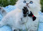Snow ball - British Shorthair Cat For Sale - WA&comma; US