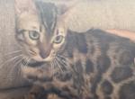Bengal Female - Bengal Cat For Sale/Retired Breeding - White Plains&comma; NY&comma; US