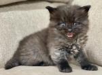 Litter M - Siberian Cat For Sale - White Plains&comma; NY&comma; US