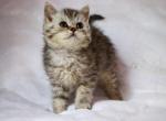 Moxy - Selkirk Rex Cat For Sale - Iva&comma; SC&comma; US