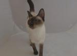 Grumbles - Siamese Cat For Sale - Iva&comma; SC&comma; US