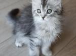 HANNAH MEOWTANA - Scottish Straight Cat For Sale - Fontana&comma; CA&comma; US