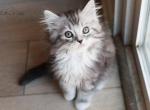 H A R V E Y - Scottish Straight Cat For Sale - Fontana&comma; CA&comma; US