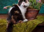 Niya - Exotic Cat For Sale - Hollywood&comma; FL&comma; US