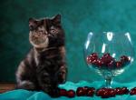 Naomi - Exotic Cat For Sale - Hollywood&comma; FL&comma; US