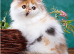 Fleur de Lis - Persian Cat For Sale - Hollywood&comma; FL&comma; US