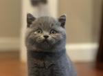 Sarach - British Shorthair Cat For Sale - Huntington&comma; NY&comma; US
