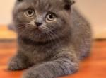 Sofia - Scottish Fold Cat For Sale - Huntington&comma; NY&comma; US