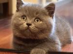 Tommy - British Shorthair Cat For Sale - Huntington&comma; NY&comma; US