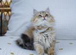 Golden black tabby British Longhair girl - British Shorthair Cat For Sale - Spokane&comma; WA&comma; US