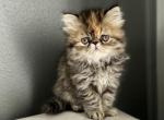 Daisy - Persian Cat For Sale - Vancouver&comma; WA&comma; US