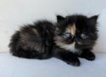 Luna - Persian Cat For Sale - Vancouver&comma; WA&comma; US