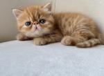 Milo - Exotic Cat For Sale - Vancouver&comma; WA&comma; US