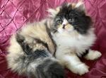 Creams girls - Persian Cat For Sale - Warminster&comma; PA&comma; US