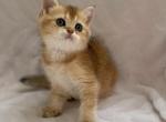 Bri Tata - British Shorthair Cat For Sale - Brooklyn&comma; NY&comma; US