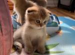 Scott - Scottish Fold Cat For Sale - Brooklyn&comma; NY&comma; US