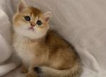 Bri William - British Shorthair Cat For Sale - Brooklyn&comma; NY&comma; US
