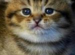 Oliver - Scottish Fold Cat For Sale - North Richland Hills&comma; TX&comma; US