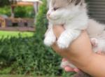 Seal bicolor male - Ragdoll Cat For Sale - Minerva&comma; OH&comma; US