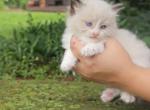 Chocolate bicolor female - Ragdoll Cat For Sale - Minerva&comma; OH&comma; US
