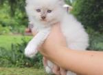 Chocolate point - Ragdoll Cat For Sale - Minerva&comma; OH&comma; US