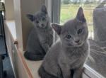Misty and Jade Litter - Russian Blue Cat For Sale - Hallsville&comma; MO&comma; US