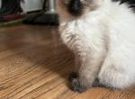 Tres Belle Balinese - Balinese Cat For Sale - CA&comma; US