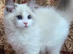 Clara - Ragdoll Cat For Sale - Port Orange&comma; FL&comma; US