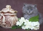 ZINOVIY IZ TVERSKOGO KNYAZHESTVA - Siberian Cat For Sale - NY&comma; US