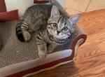 Tiger - Scottish Straight Cat For Sale - Brooklyn&comma; NY&comma; US