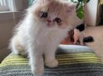 Male Persian kitten - Persian Cat For Sale - MA&comma; US