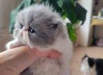 Persian female 2 - Persian Cat For Sale - MA&comma; US