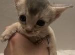 Yoda - Abyssinian Cat For Sale - Staten Island&comma; NY&comma; US