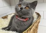Girly - British Shorthair Cat For Sale - Battle Ground&comma; WA&comma; US