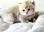 purple - British Shorthair Cat For Sale - Rancho Cucamonga&comma; CA&comma; US