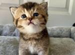 sweet - British Shorthair Cat For Sale - Rancho Cucamonga&comma; CA&comma; US