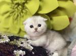 The cuties - Scottish Fold Cat For Sale - Fort Wayne&comma; IN&comma; US