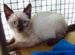 Sealpoint boy - Siamese Cat For Sale - Walterboro&comma; SC&comma; US