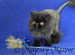 Fabian - Persian Cat For Sale - Yucca Valley&comma; CA&comma; US