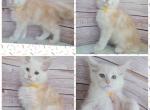Male red smoke - Maine Coon Cat For Sale - Frenchtown&comma; MI&comma; US