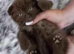 Dorothy sweet chocolate color scottish fold baby - Scottish Fold Cat For Sale - CA&comma; US