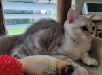 Max - Scottish Straight Cat For Sale - Holland&comma; PA&comma; US