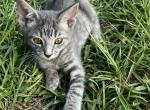 Lark - American Shorthair Cat For Sale - Columbus&comma; GA&comma; US