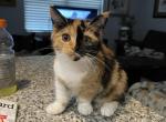 Callie - Munchkin Cat For Sale - West Palm Beach&comma; FL&comma; US