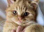Barney - British Shorthair Cat For Sale - Los Angeles&comma; CA&comma; US